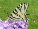 Le Flambé ou Voilier (Iphiclides podalirius) , adulte  à butiner, photo 3.