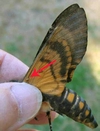Sphinx t&ecirc;te de mort (Acherontia atropos) localisation du joug ou frein.