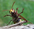 frelon europ&eacute;en (Vespa crabro), en position d&eacute;fensive, photo 3.