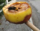 frelon asiatique (vespa velutina), sur pomme