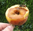 frelon asiatique (vespa velutina), sur pomme, photo 2