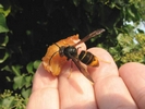frelon asiatique (vespa velutina), en main, photo2