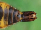 Frelon asiatique (Vespa velutina), &eacute;d&eacute;age (p&eacute;nis), photo 2.