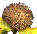 galle &agrave; terme d'Andricus lucidus (d&eacute;tail)