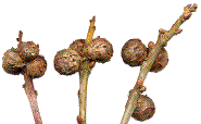 galles d'Andricus lignicolus en "bouquet"