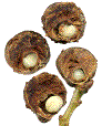 coupes de galles d'andicus lignicolus montrant les larves en place