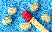 larves isol&eacute;es d'Andricus lignicolus