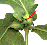 galles d'Andricus curvator