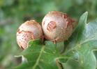 galles d'Andicus lignicolus, in natura, photo1.