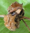 Vieilles galles  d' Andricus dentimitratus photo 1