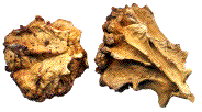 galles galles de Cynips quercuscalicis (m&ucirc;res)