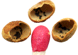 parois de cocons