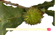 galle d'Andricus lucidus