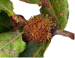 galle d'Andricus lucidus mature