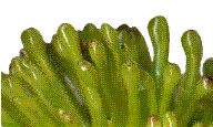 d&eacute;tail des "piquants"