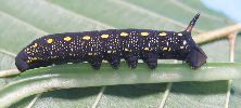 chenille d' H. gallii au stade 4 (photo 5)