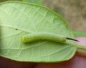 Sphinx gazé (Hemaris fuciformis)  chenille  stade 2, photo 6.