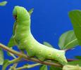 Sphinx gazé (Hemaris fuciformis)  chenille  en fin de développement, photo 3.