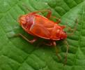 Gendarme ou Suisse  (Pyrrhocoris apterus),  mue imaginale, photo 1.