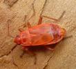 Gendarme ou Suisse  (Pyrrhocoris apterus),  mue imaginale, photo 2.