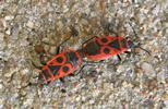 "gendarmes" (pyrrhocoris apterus)n accouplement, photo 1.