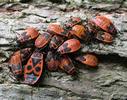 "gendarmes" (pyrrhocoris apterus), larves &acirc;g&eacute;es.