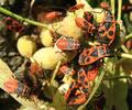 "gendarmes" (pyrrhocoris apterus) adultes sur  fruits du tilleul.