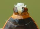 Gendarme ou Suisse  (Pyrrhocoris apterus),  femelle vue ventrale, photo 7.