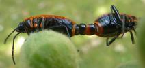 Gendarme ou Suisse  (Pyrrhocoris apterus),  accouplement, photo 5.