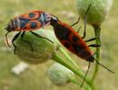 Gendarme ou Suisse  (Pyrrhocoris apterus),  accouplement, photo 2.