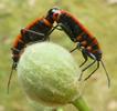 Gendarme ou Suisse  (Pyrrhocoris apterus),  accouplement, photo 6.