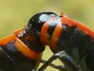 Gendarme ou Suisse  (Pyrrhocoris apterus),  accouplement, d&eacute;tail de la coaptation,  photo 1.