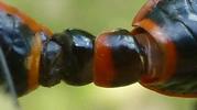 Gendarme ou Suisse  (Pyrrhocoris apterus),  accouplement, d&eacute;tail de la coaptation,  photo  6.