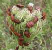 Punaise arlequin (Graphosoma italicum), groupe sur carotte sauvage, photo 1.