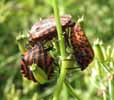 Punaise arlequin (Graphosoma italicum), accouplement in natura, photo 5.