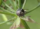 Punaise arlequin (Graphosoma italicum) larve stade 2, photo 2.