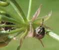 Punaise arlequin (Graphosoma italicum), larve stade 2, photo 4.