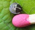 Punaise arlequin (Graphosma italicum), lazrve stade 3, photo 2.