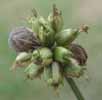 Punaise arlequin (Graphosma italicum), juvénile stade 4, photo 4.
