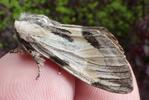 Harpie ou Dragon (Harpyia milhauseri) adulte en main, photo 2.