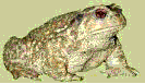 crapaud commun (Bufo bufo)