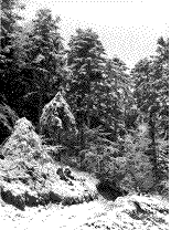 for&ecirc;t ari&eacute;geoise