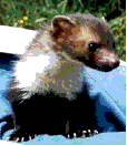 La fouine "Choukette" (toute jeune)