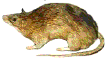 Rat commun naturalis&eacute;