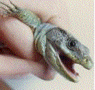 t&ecirc;te de Furax, le l&eacute;zard ocell&eacute;