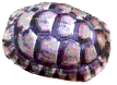 carapace de tortue grecque