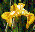fleur d'iris des marais (détail)