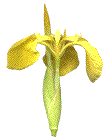 fleur d'iris des marais