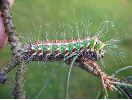 Isabelle (Graellsia isabellae), chenille stade 5, photo1