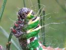 Isabelle (Graellsia isabellae), chenille stade 5, d&eacute;tail, photo1